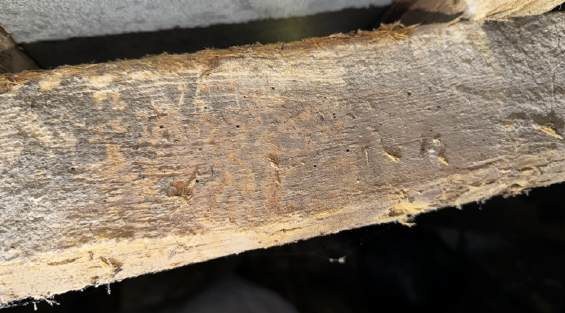 Close-up of roof-space timber showing small historic insect holes